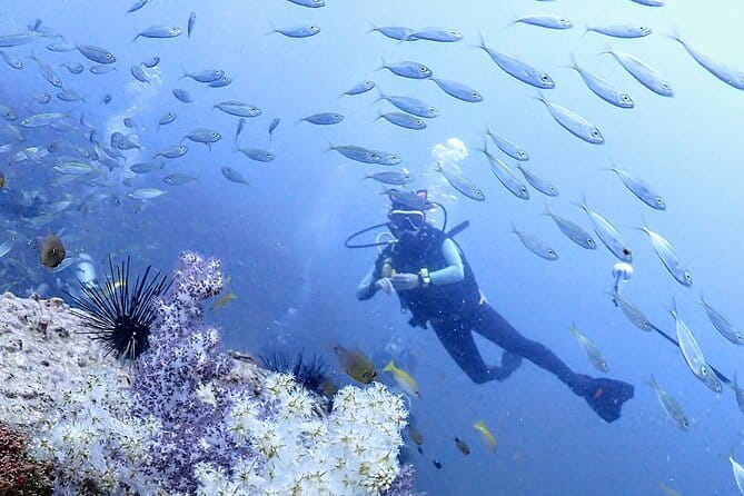 Phuket Scuba Diving Phi Phi Islands (Certified Divers Only) - Phuket-to-Phi Phi logistics that don’t waste your morning