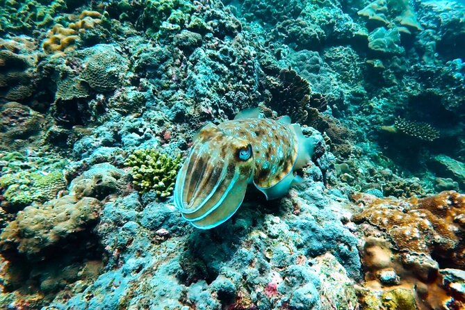 Phuket Scuba Diving: Racha Island Or Maiton Island For All Levels - Racha Yai and Racha Noi: coral, turtles, and manta-ray hopes