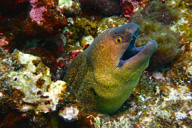 Phuket Scuba Diving: Racha Island Or Maiton Island For All Levels - Gear, meals, and what’s actually included