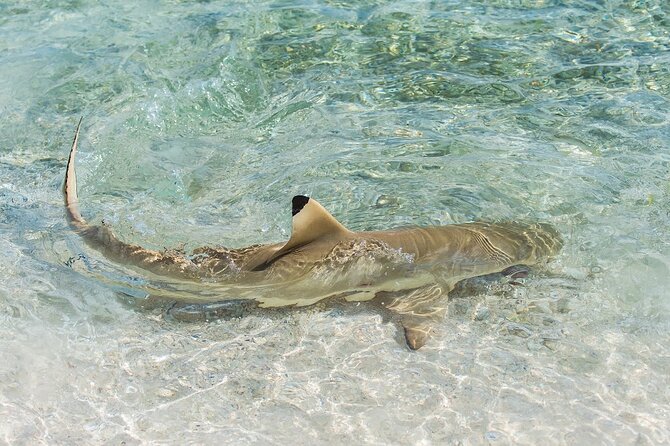 Phuket: Wow Andaman Snorkeling Trip to Phi Phi & Bamboo Islands - Bamboo Island: sand time plus real snorkeling at the end