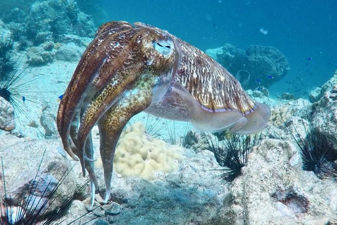 Premium Guided Scuba Diving Day Trip for Certified Divers - Price and value for a Phuket full-day scuba experience