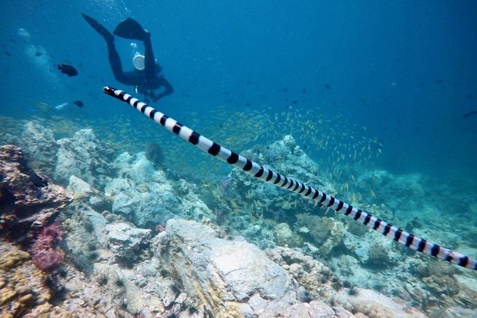 Premium Guided Scuba Diving Day Trip for Certified Divers - Who should book this Phuket day trip?