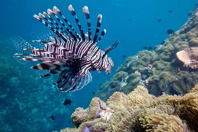 Premium Guided Scuba Diving Day Trip for Certified Divers - Should you book Aloha Diving in Phuket?