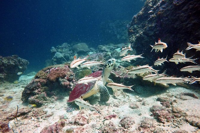 Premium Guided Scuba Diving Day Trip for Certified Divers - Your day in the water: flexible timing and varied underwater sites