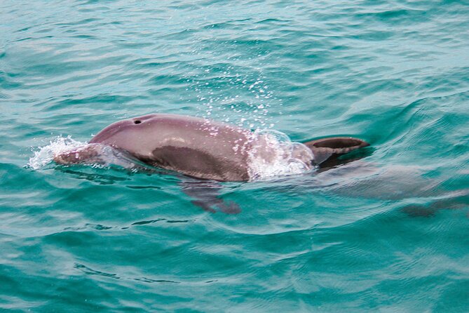 Private Boat Tour with Dolphin Spotting and Snorkelling from Phuket - Price and value: $809.17 per group (up to 15)