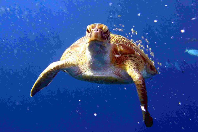 Private diving on shared trip at Racha Noi and Racha Yai from Phuket incl. lunch - Racha Yai and Racha Noi: why this Phuket day-trip makes sense