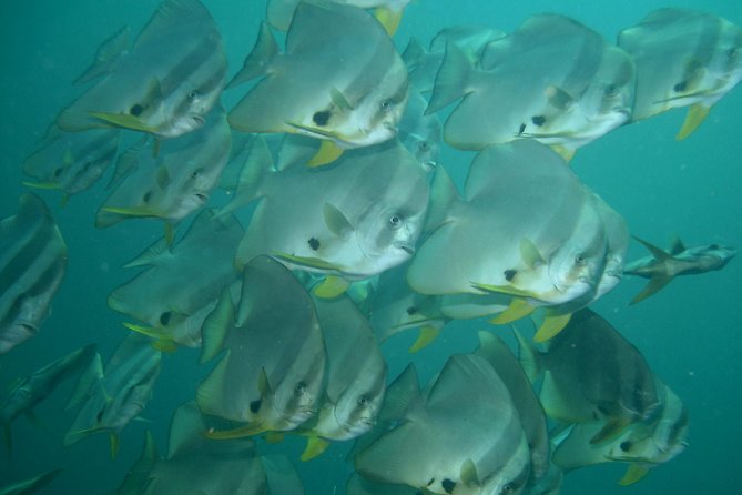 Private diving on shared trip at Racha Noi and Racha Yai from Phuket incl. lunch - Stop 2: Racha Yai for fish variety and turtle chances