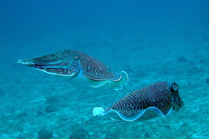 Racha Noi and Racha Yai Dive Trip from Phuket - H2: How the Phuket-to-Racha Day Runs From the First Pickup