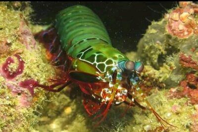 Racha Noi and Racha Yai Dive Trip from Phuket - H2: Why the Small 4-Per-Guide Setup Is a Big Deal
