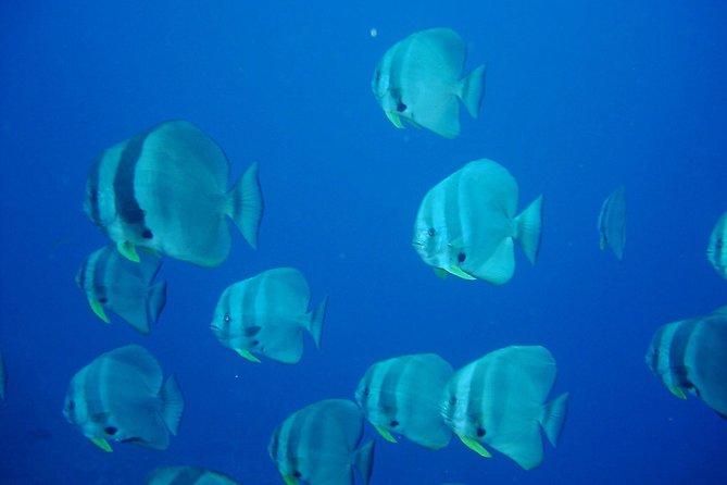 Racha Noi and Racha Yai Dive Trip from Phuket - H2: The Middle Stop That’s Labeled Phuket dash Scuba dot Com