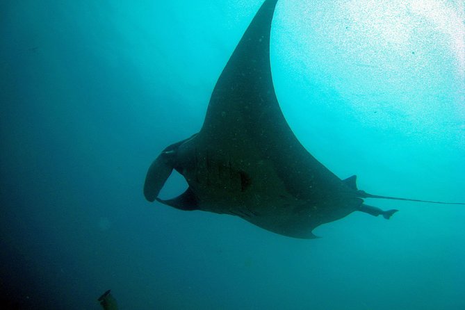 Racha Noi and Racha Yai Dive Trip from Phuket - H2: Marine Life Odds: Fish, Cephalopods, and the Turtle If You’re Lucky