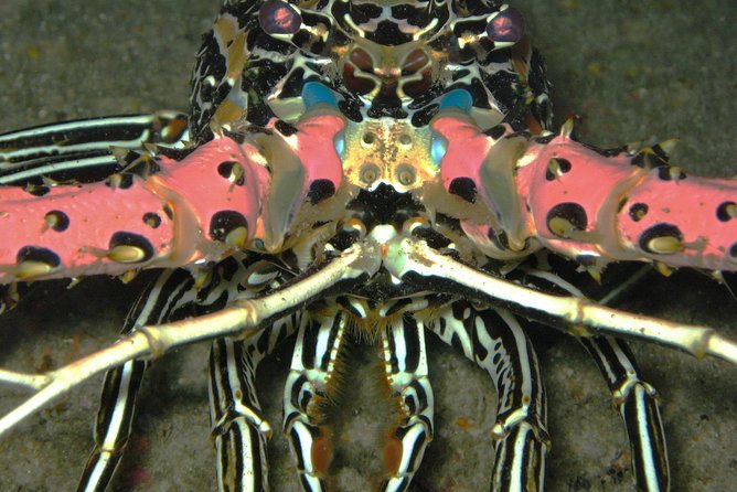Racha Noi and Racha Yai Dive Trip from Phuket - H2: Gear, Tanks, Weights, and the One Extra Cost to Know