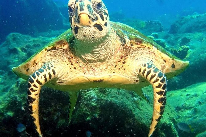 Refresher scuba diving trip, 3 dives at Racha Noi and Racha Yai - Racha Yai: the later, more challenging water session—and the payoff