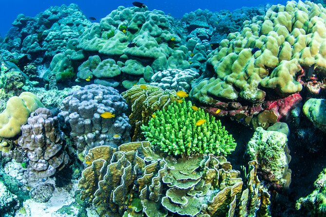 Scuba Diving Daytrip to Racha Yai - Chalong Pier Departure: Why the Boat Ride Feels Like Part of the Day