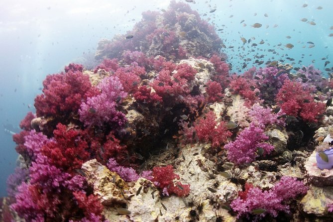 Scuba Diving in Phuket – Full-Day Trip (3 Dives, All Included) - Phuket 3-stop scuba day: the value of a full, guided package