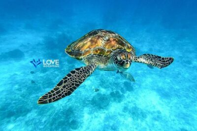Similan Islands Snorkeling Day Trip By Love Andaman From Phuket - Island-Hopping Stops: Ko Miang, Ko Pa Yu, And Koh 9