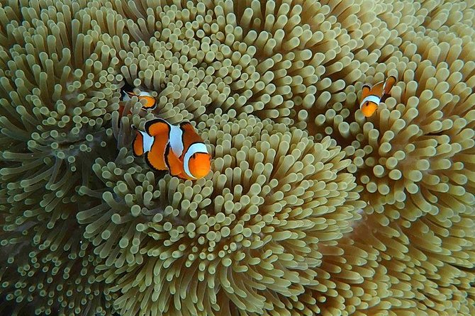 Similan Islands Snorkeling Day Trip By Love Andaman From Phuket - Should You Book Love Andaman’s Similan Snorkeling Day Trip?
