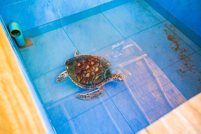 Similan Islands Snorkeling Tour By Speed Catamaran From Phuket - The snorkeling plan: why you’ll see more spots, but less time per spot