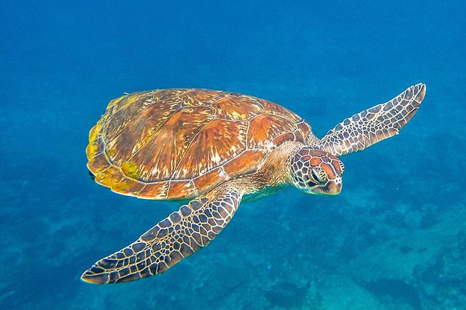Similan Islands Snorkeling VIP Tour From Phuket - Beach time, group size, and what VIP-style usually means here