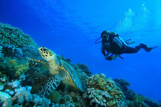 SSI | Padi Open Water Course in Phuket - Day 1 in Chalong: pool-based skills that build confidence fast