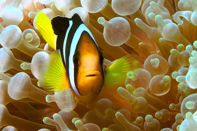 Try Scuba Diving - Price and value: is $210.59 per person worth it?