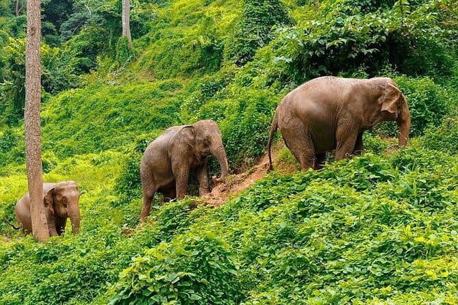 Zipline Experience in Phuket - Making Sense of the Timing: About an Hour on the Adventure